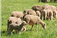 Wilaya de Bouira : Dirah s'érige en capitale du mouton