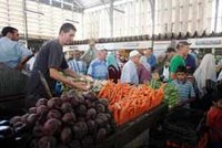 Les contraintes de commercialisation aux Eucalyptus