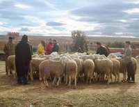 Cherté du mouton et mercuriale en hausse