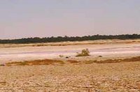 Disparition des espèces animales et végétales