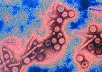 De nouveaux traitements pour des taux élevés de guérison