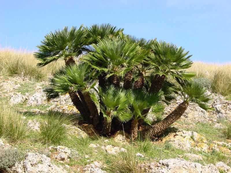 Le palmier nain ou faux palmier doum (Chamaerops humilis L.)