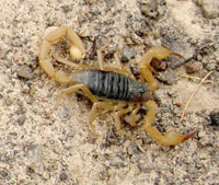 Biskra Piqûres de scorpion : encore des ravages