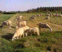 Une année faste pour le cheptel en perspective