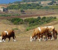Les éleveurs tirent la sonnette d'alarme