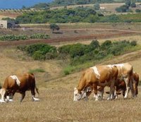 Les éleveurs tirent la sonnette d'alarme