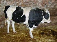 L'insémination artificielle à la rescousse