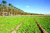 Des projets agricoles bloqués