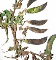 Agriculture : Les champs de petits pois décimés