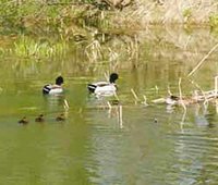 Dans les plumes d'un canard
