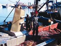 La crevette rouge menacée par la surexploitation