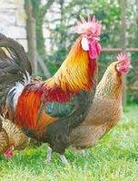 Santé publique : L'oie et le coq ennemis du scorpion