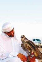 L'outarde menacée de nouveau : Le retour des émirs braconniers