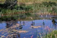 Quelque 250 zones humides répertoriées en Algérie