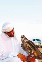 L'outarde menacée de nouveau : Le retour des émirs braconniers