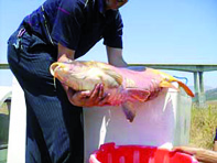 Production de 650 tonnes de poissons d'eau douce MILA, Pêche continentale