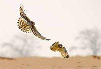 Des émirs du Golfe chassés d'El Bayadh