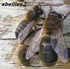 DJEBEL AISSA TIOUT   les habitants de la ruche