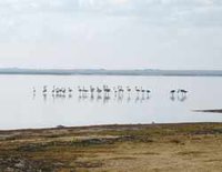 Une zone humide entre montagne et steppe