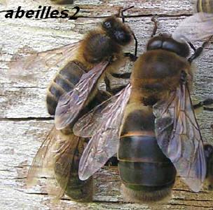 DJEBEL AISSA TIOUT   les habitants de la ruche