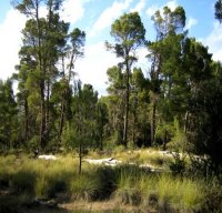 Souk Arras : les forêts, l'autre patrimoine à préserver