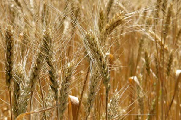 L'Algérie achète moins de blé, les exportations du port céréalier de Rouen reculent