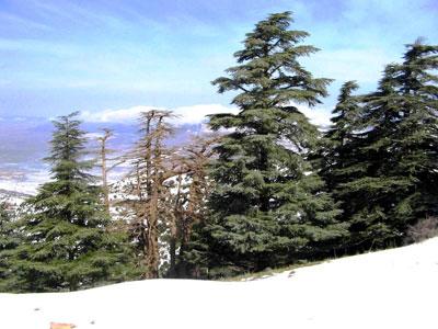 Les cèdres sur dalles, un miracle de survie A l'heure du dépérissement de l'espèce dans les Aurès