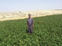 Pomme de terre, blé, dattes, Produits maraîchers y sont cultivés sur des milliers d'hectares El-Oued : le nouvel Eldorado de l'agriculture saharienne