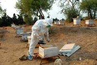 Apiculture à Ain Defla : Une filière en perdition