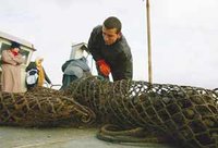 Algérie : Bientôt des moules et de la daurade dans nos assiettes