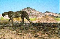 Des photos inédites du guépard du Sahara