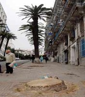 Une quarantaine d'arbres abattus en janvier