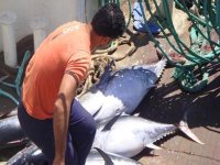 Lancement de la campagne de pêche du thon le 26 mai courant (ministre)