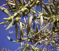 Récolte et trituration des olives à Guelma : De l'or vert mal exploité