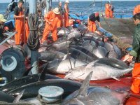 Six bateaux autorisés Pêche au thon