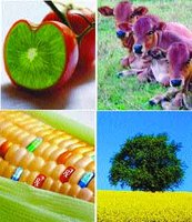 Organismes génétiquement modifiés : Surveillez votre assiette'