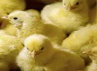 Orvie-Cassap de Aïn Yaghout (Batna) : Polémique autour d'une affaire de chèque