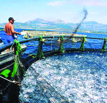 Salon international de la pêche et de l'aquaculture : 5e édition en novembre à Oran