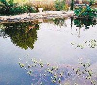 Des espèces naturelles pour mieux surveiller la qualité de l'environnement