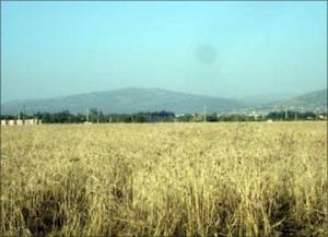 توقع إنتاج 3 ملايين و200 ألف قنطار من الحبوب بمعسكر بعد أن فاقت كمية الأمطار المتساقطة 560 ملم