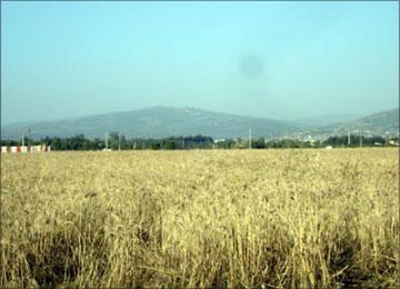 توقع إنتاج 3 ملايين و200 ألف قنطار من الحبوب بمعسكر بعد أن فاقت كمية الأمطار المتساقطة 560 ملم