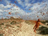 Formation en communication pour des cadres africains de la lutte antiacridienne
