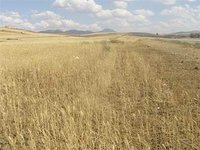 4 000 000 quintaux de céréales prévus