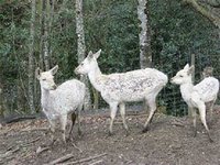 Lancement prochain des travaux de réalisation d'un parc animalier