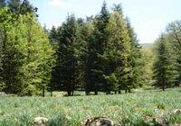 Patrimoine forestier de Béjaïa : Les forêts du littoral se dégradent