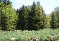 Patrimoine forestier de Béjaïa : Les forêts du littoral se dégradent