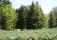 Patrimoine forestier de Béjaïa : Les forêts du littoral se dégradent