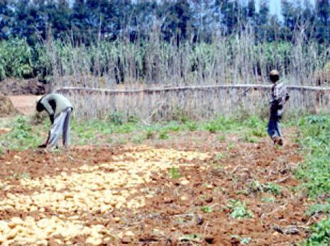 Intempéries à Aïn Defla : 2700 tonnes de pommes de terre écoulées en trois jours Actu Centre : les autres articles