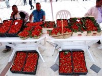 La ville de Skikda se pare de vermeil pour la fête de la fraise