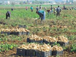 مرض الميليديو يثير مخاوف الفلاحين ومديرية المصالح الفلاحية تطمئن مس أكثر من 20 هكتار بمنطقة الأصنام بالبويرة